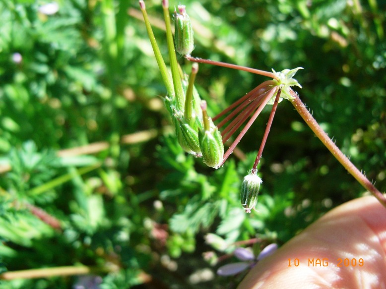 Erodium cicutarium